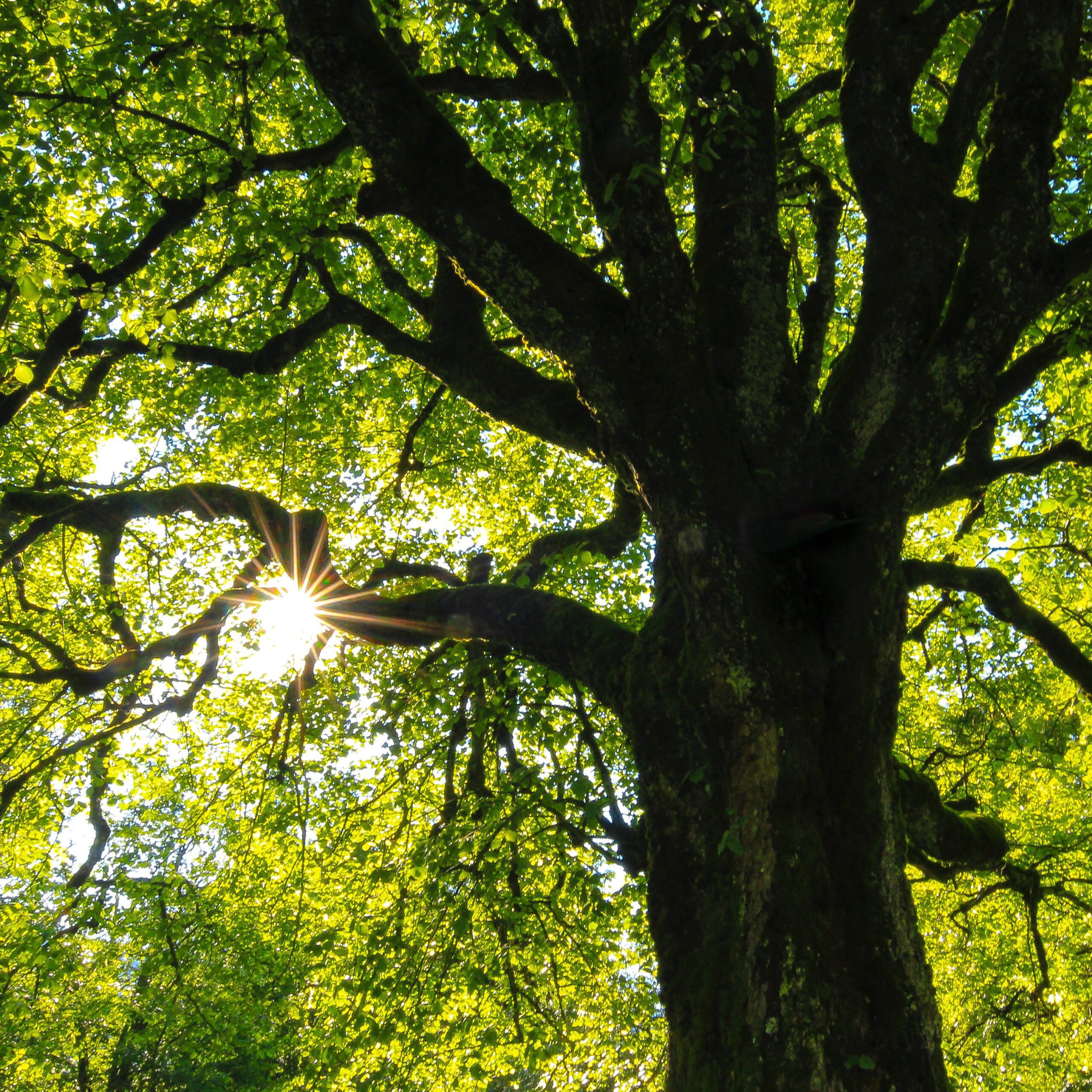 grüner Baum von unten / Gemsensprung Philosophie